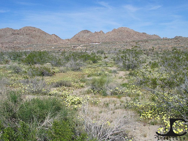 California-Joshua-Tree-NP-003